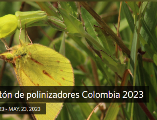 Primera maratón de polinizadores Colombia 2023