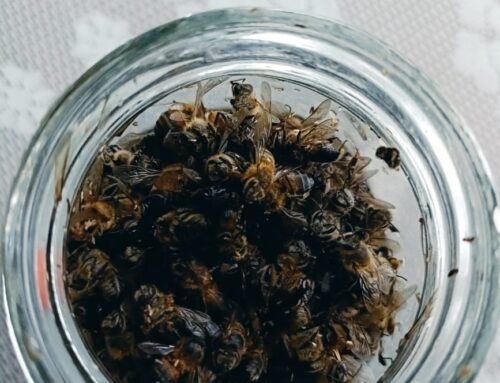 Junio 2025 Mueren 40 Colmenas 2.400.000 Abejas y muchos polinizadores en Caldas-Colombia